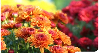A Quick Overview About Chrysanthemums