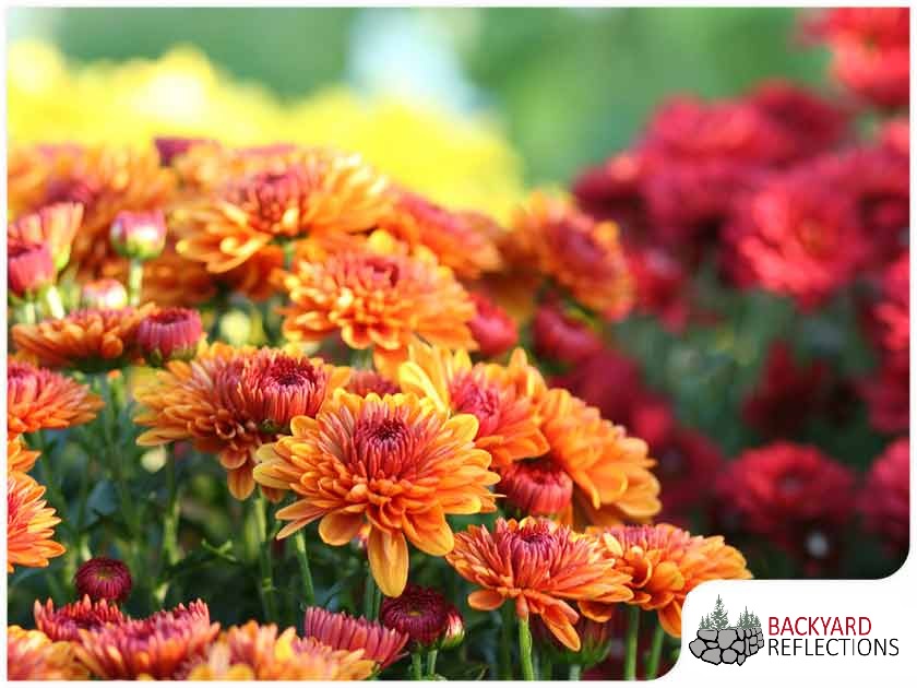 orange chrysanthemums