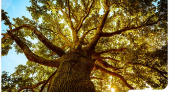 Identifying Common Minnesota Native Oaks