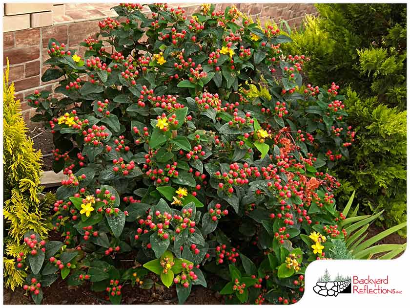 5163 1631513709 915 Backyardmn1 Jpg Best Evergreen Shrubs for Minnesota Landscapes