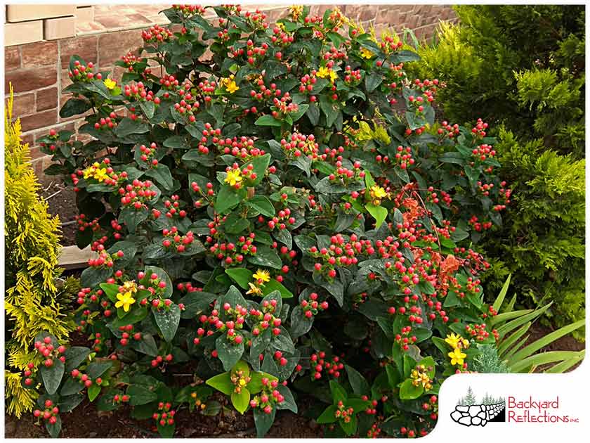 Best Evergreen Shrubs for Minnesota Landscapes