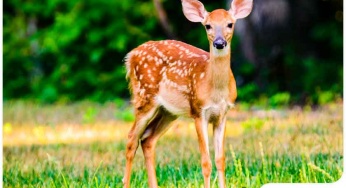 Deer-Proofing Your Garden and Landscape