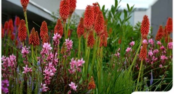 Prairie-Style Gardens: Why and How?