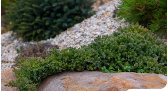 Groundcovers 101: A Basic Guide
