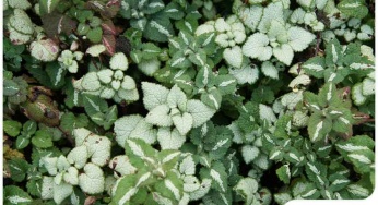 5 Best Groundcovers for Minnesota Landscapes