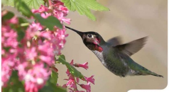 Best Early Spring Plants to Attract Pollinators