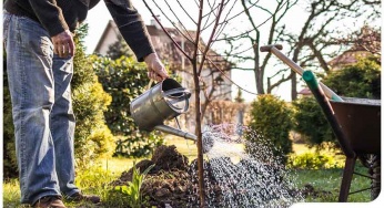 Tree Root Care, Part 1: How to Keep Tree Roots Healthy