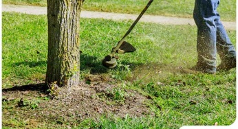 Tree Root Care, Part 2: How to Protect Exposed Tree Roots